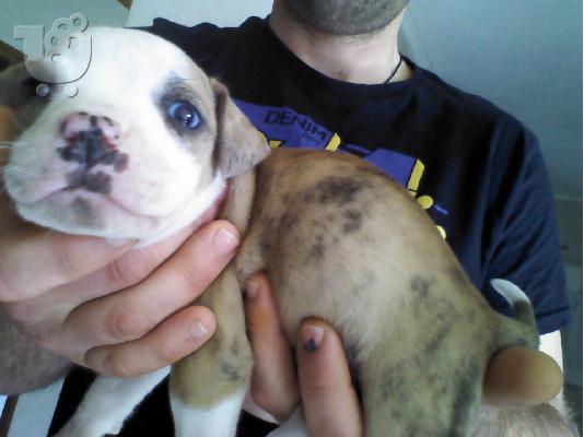 πωλουνται κουταβια pitbull